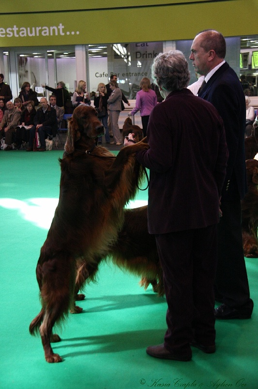 Crufts2011 531.jpg